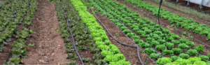 alternating rows of greens in a high tunnel greenhouse including lettuce, spinach, and other varieties