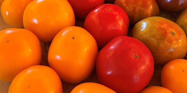 Orange and red tomato varieties
